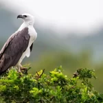 Beautifully Natural