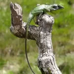 Wildlife-Sighting1
