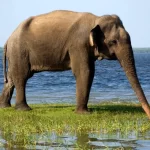 Yala Elephant