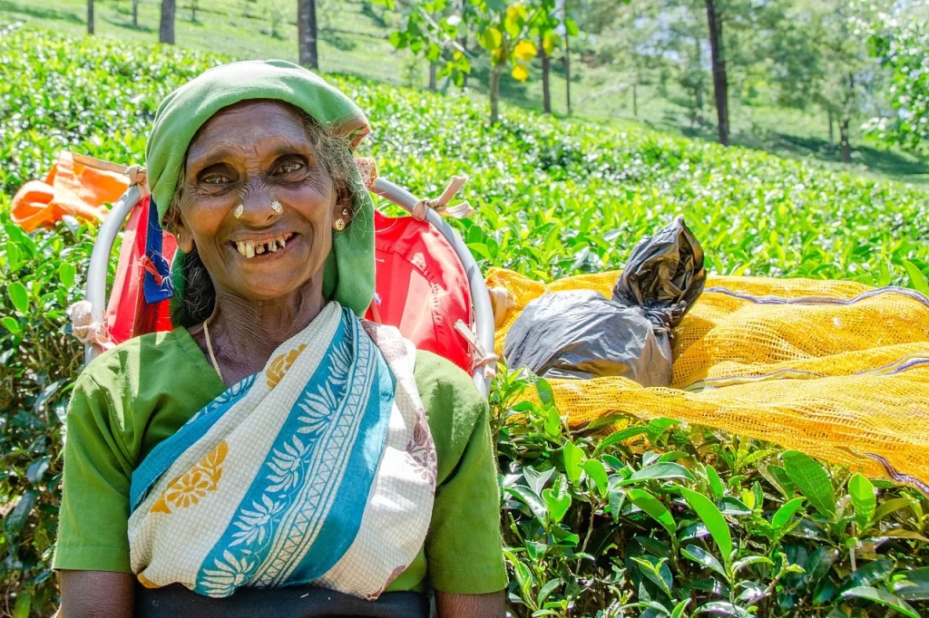 tea-picking-lady