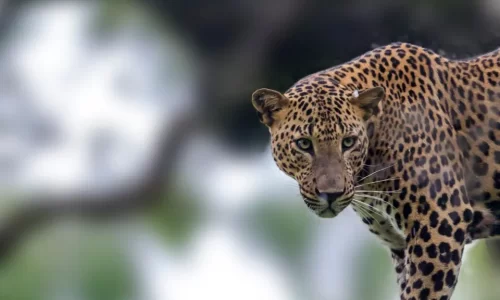 Leopard