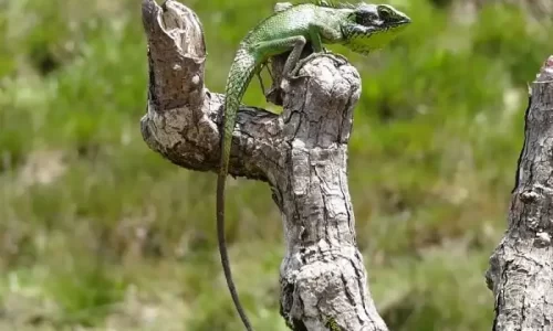 Wildlife-Sighting1