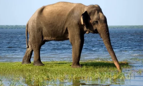 Yala Elephant