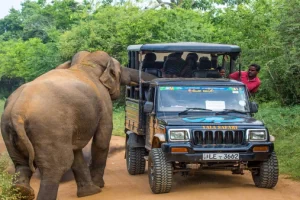 Yala Safari