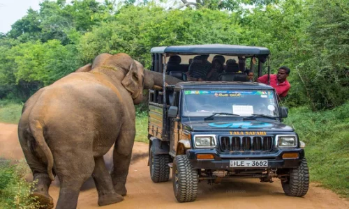Yala Safari